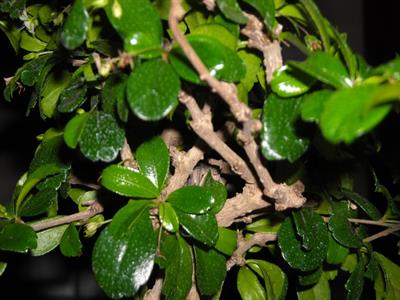 Carmona microphylla